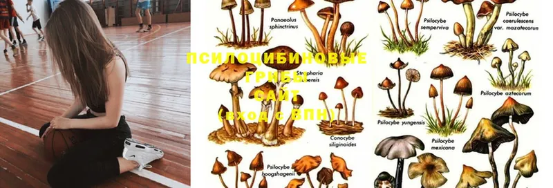 как найти   Заозёрск  Галлюциногенные грибы Psilocybine cubensis 